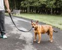 Pet Life 'Aero Mesh' 2-In-1 Dual Sided Comfortable And Breathable Adjustable Mesh Dog Leash-Collar